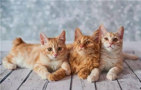 天津爆料小猫咪视频,小猫咪视频引发网友热议